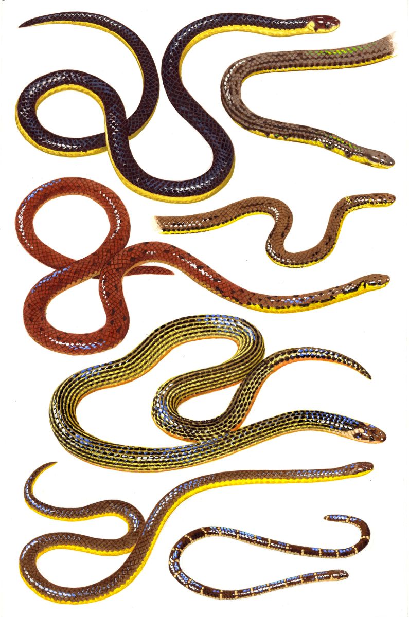 Snakes (Colubridae), watercolour and bodycolour on paper