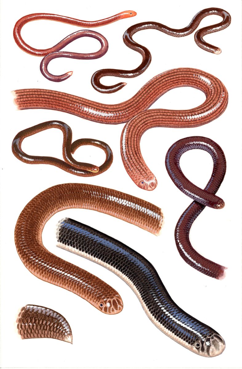 Blind Snakes (Typhlopidae), watercolour and bodycolour on paper