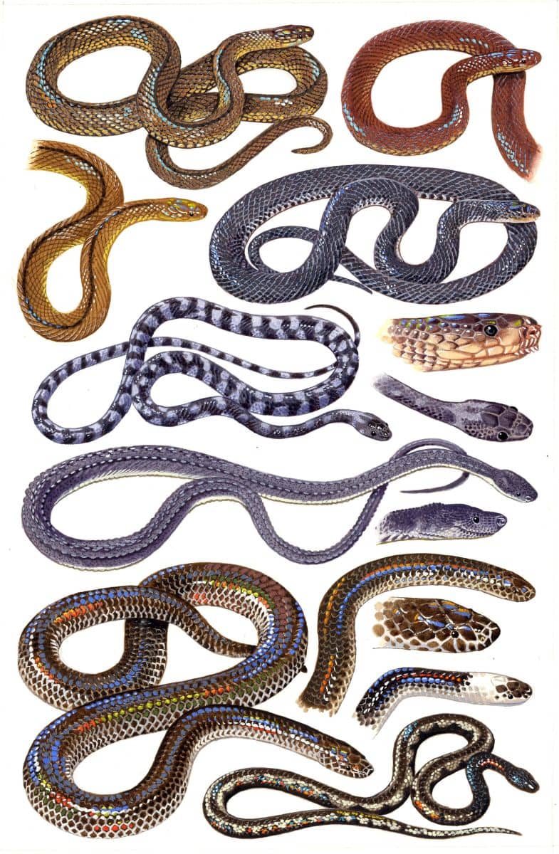 Snakes (Xenodermatidae, Xenopeltidae, Xenophidiidae), watercolour and bodycolour on paper