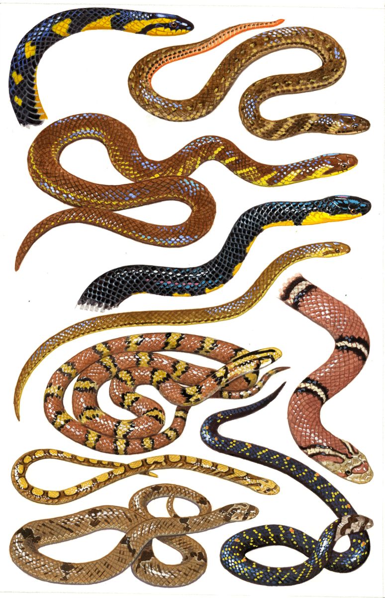 Snakes (Colubridae), watercolour and bodycolour on paper