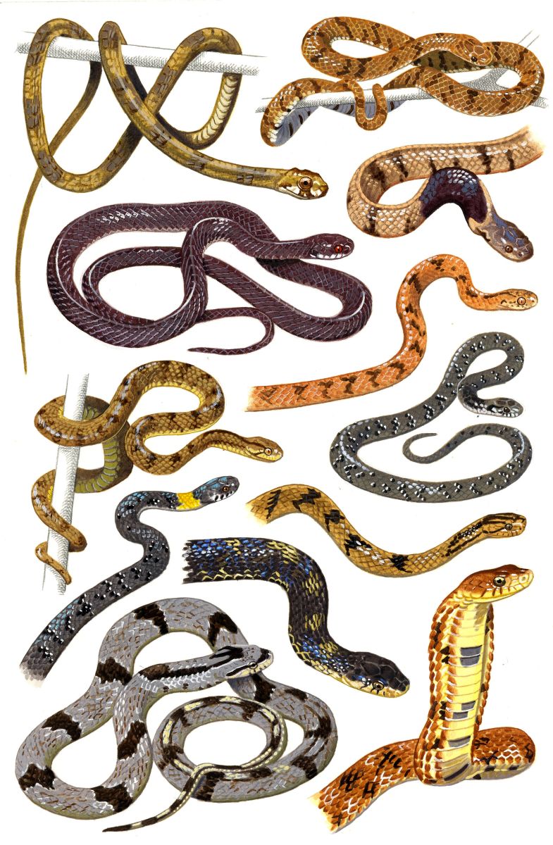 Snakes (Paretidae, Pseudoxenodontidae), watercolour and bodycolour on paper