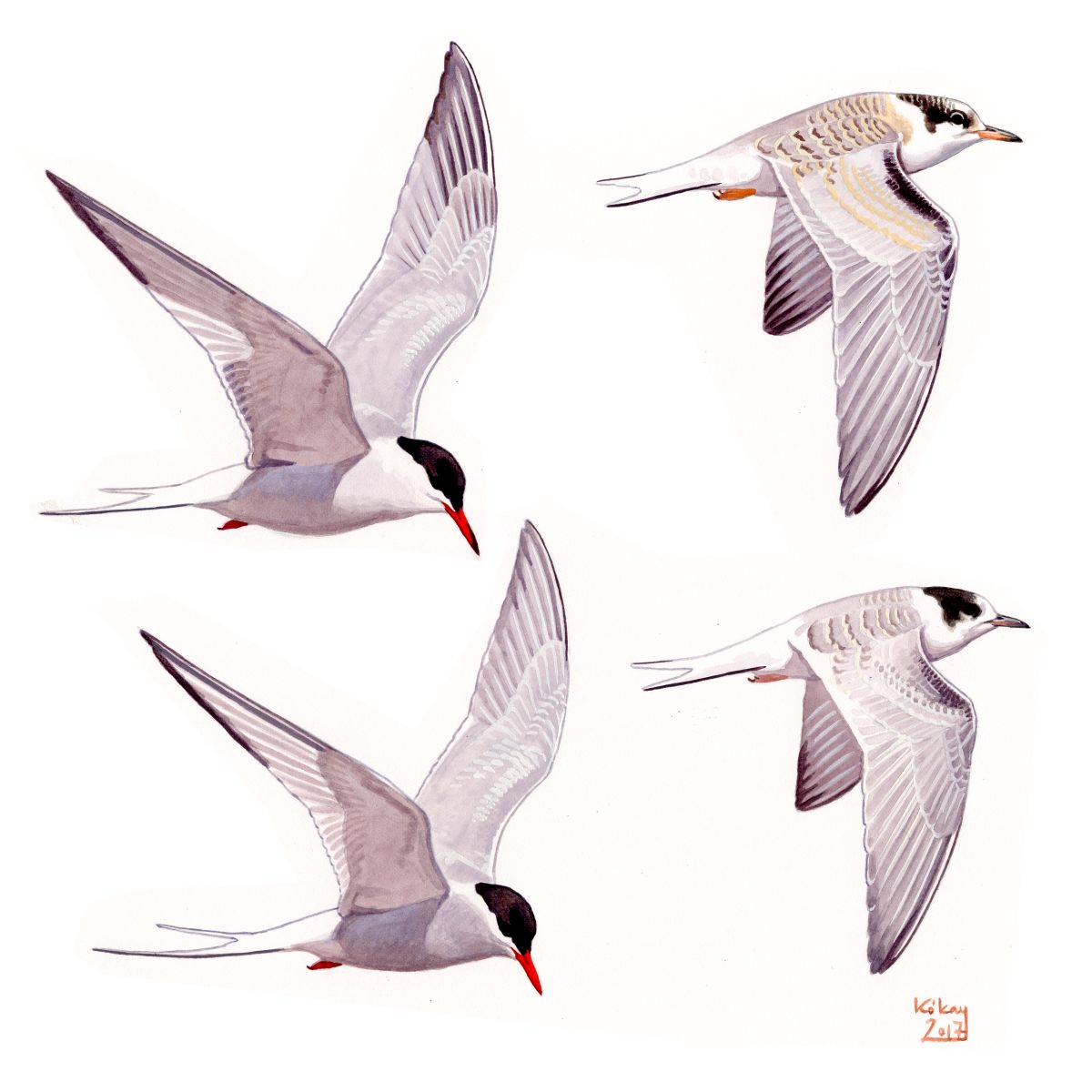 Common and Arctic Tern (Sterna hirundo, paradisaea), watercolour and bodycolour on paper