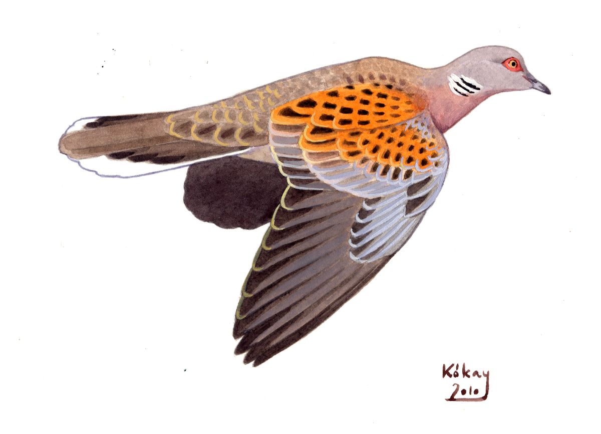Turtle Dove (Streptopelia turtur), watercolour and bodycolour on paper