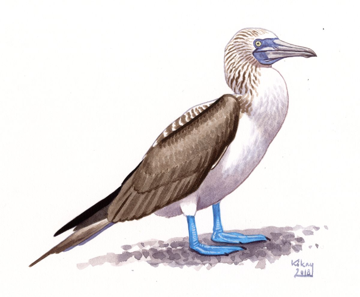 Blue-footed Booby (Sula nebouxii), watercolour and bodycolour on paper