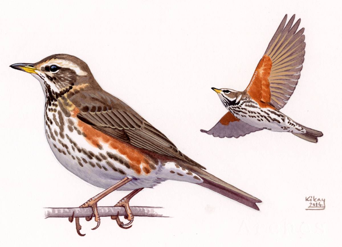Redwing (Turdus iliacus), watercolour and bodycolour on paper
