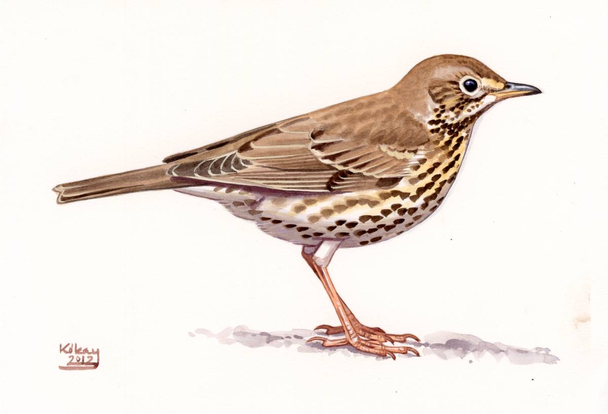 Song Thrush (Turdus philomelos), watercolour and bodycolour on paper