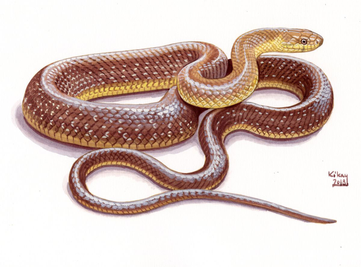 Aesculapian Snake (Zamenis longissimus), watercolour and bodycolour on paper