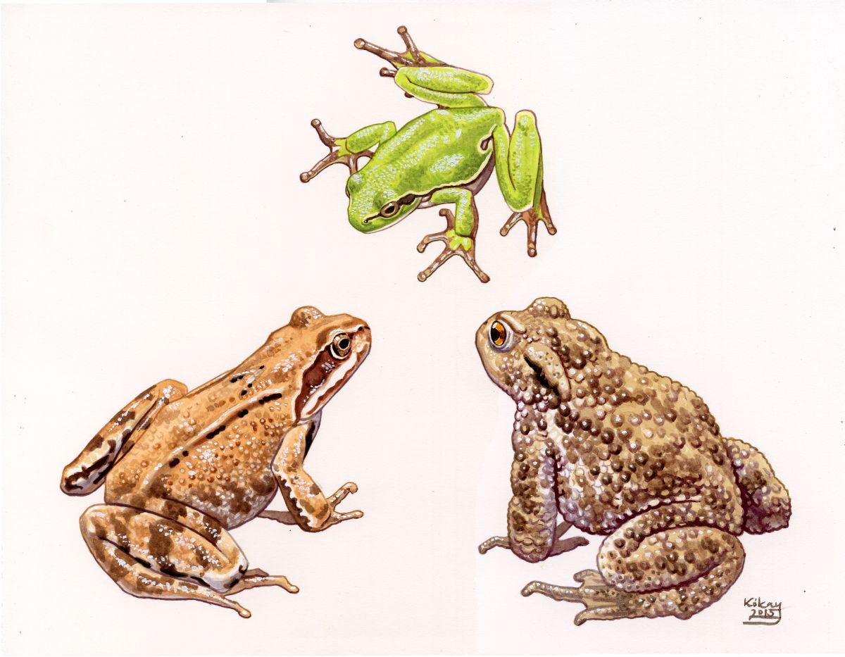Common Frog, European Tree Frog and Common Toad, watercolour and bodycolour on paper