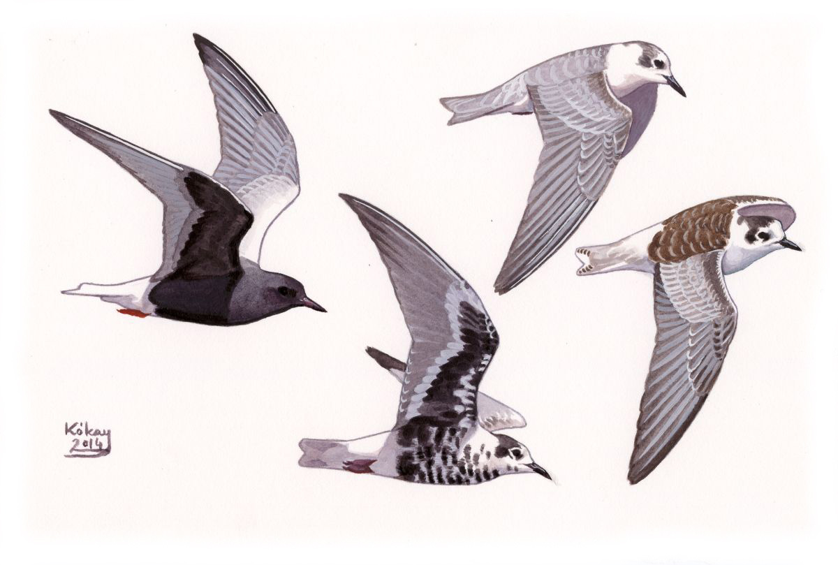 White-winged Black Tern (Chlidonias leucopterus), watercolour and bodycolour on paper
