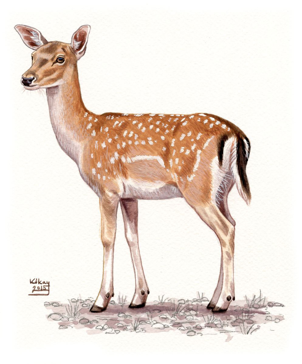 Fallow Deer hind (Dama dama), watercolour and bodycolour on paper