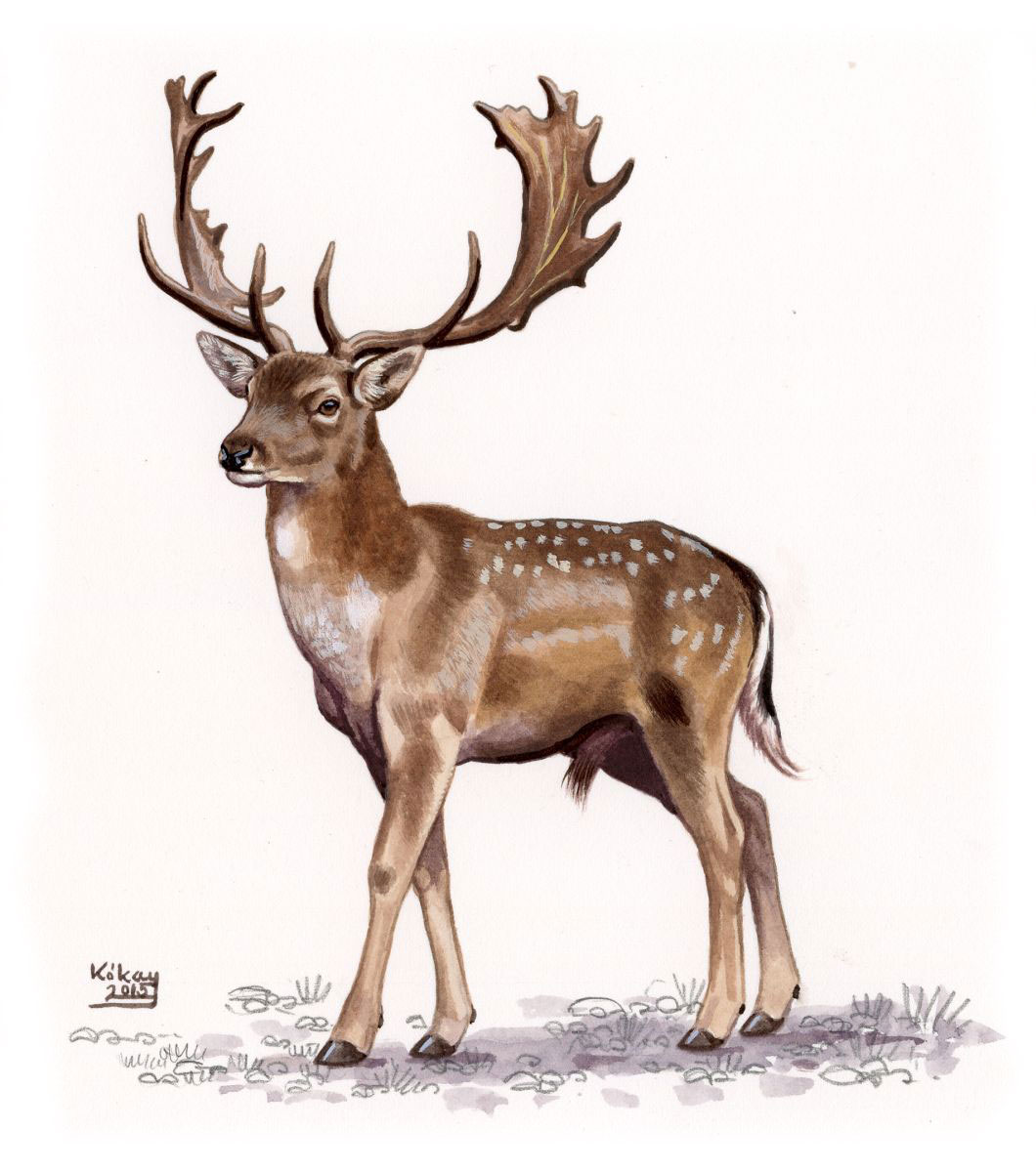 Fallow Deer (Dama dama), watercolour and bodycolour on paper
