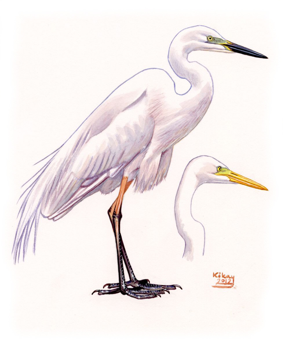 Great White Egret (Ardea alba), watercolour and bodycolour on paper