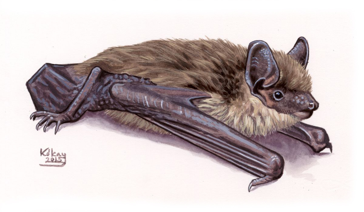 Serotine Bat (Eptesicus serotinus), watercolour and bodycolour on paper