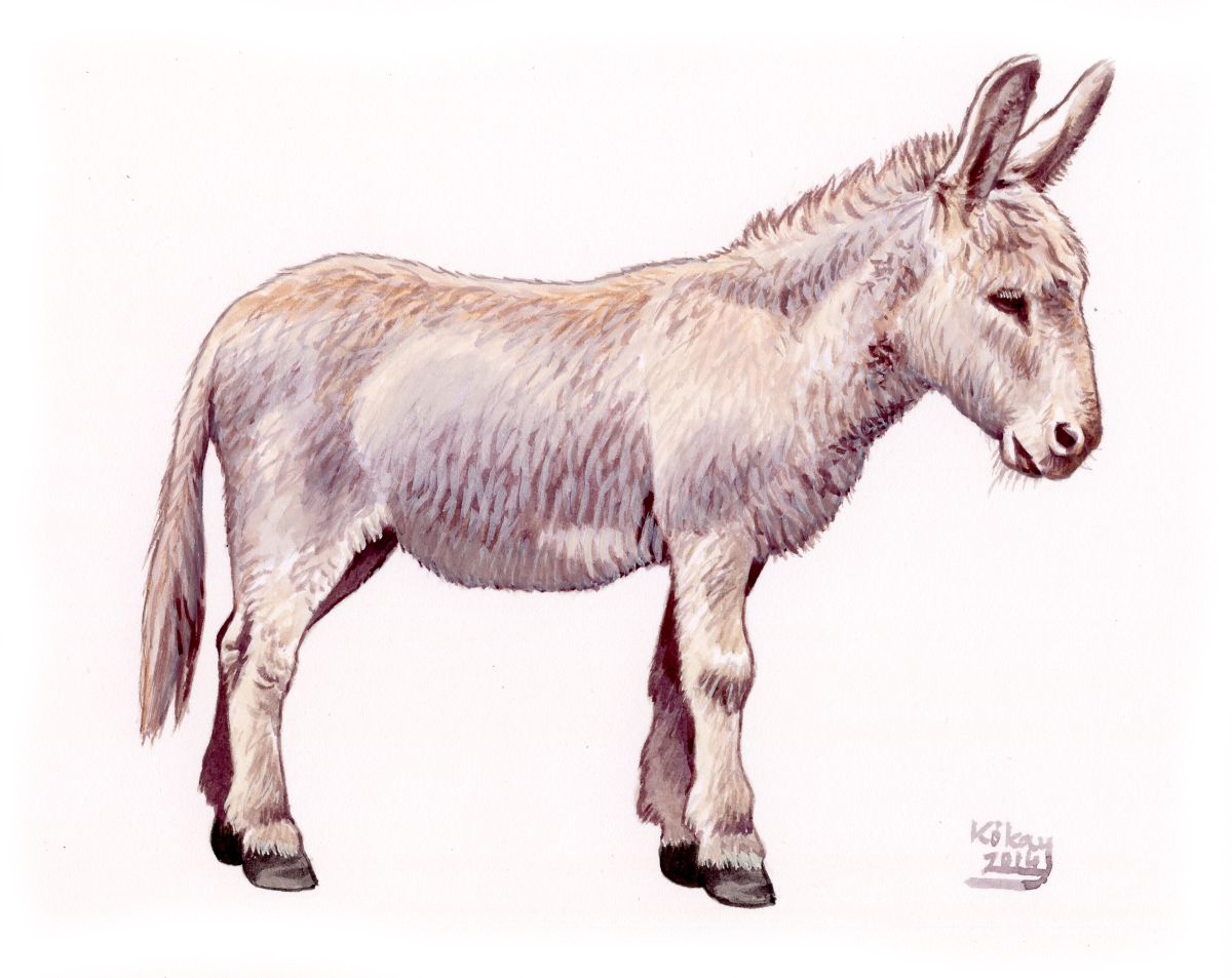 White Donkey (Equus africanus asinus), watercolour and bodycolour on paper