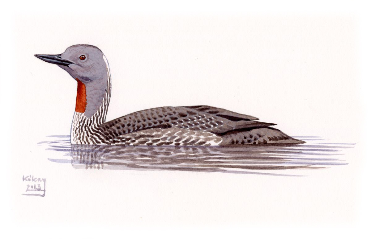 Red-throated Diver (Gavia stellata), watercolour and bodycolour on paper