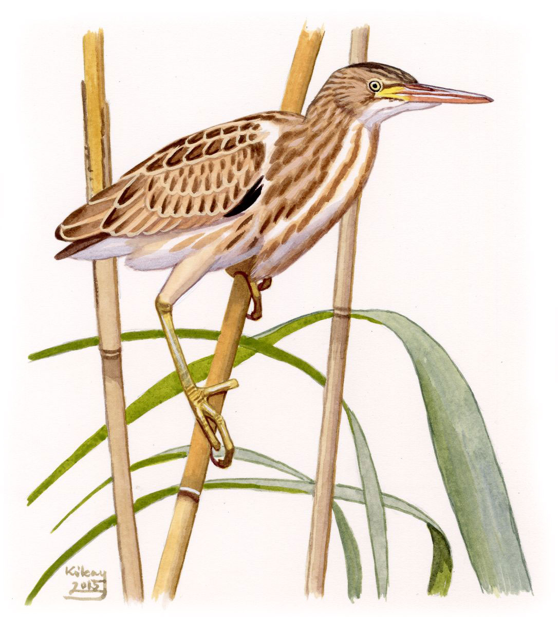 Juvenile Yellow Bittern (Ixobrychus  sinensis), watercolour and bodycolour on paper