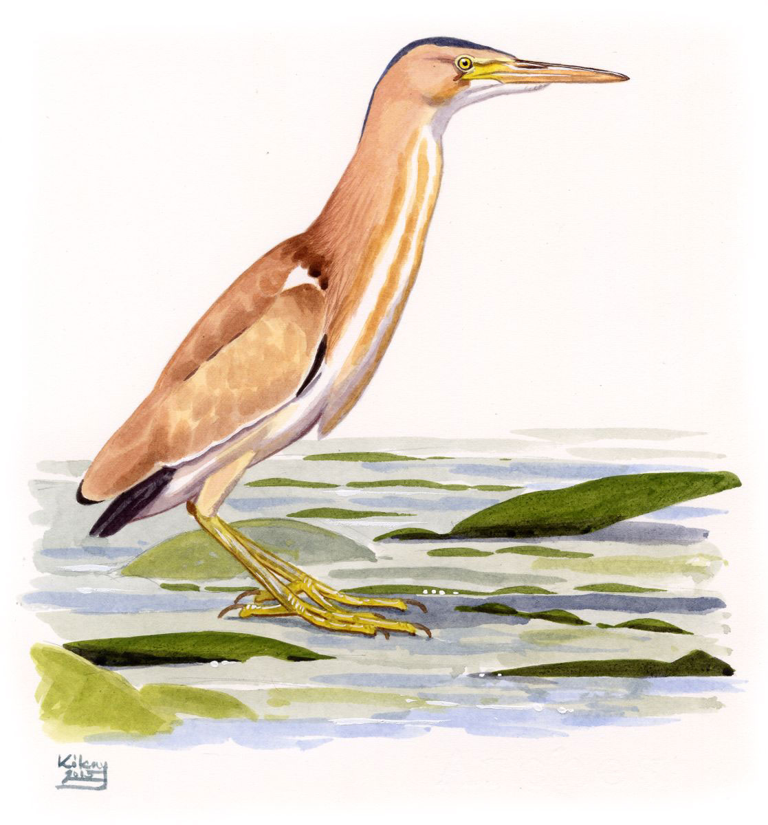 Yellow Bittern (Ixobrychus  sinensis), watercolour and bodycolour on paper