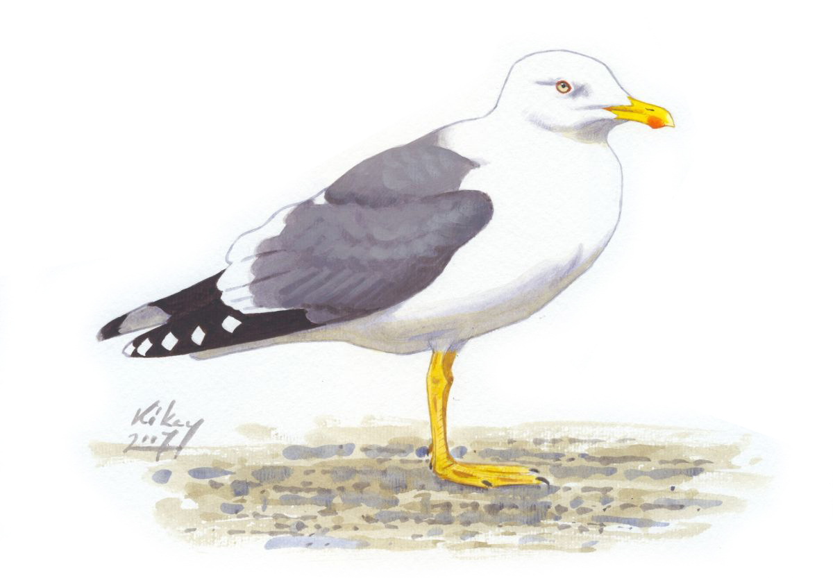 Lesser Black-backed Gull (Larus fuscus), acrylic on paper
