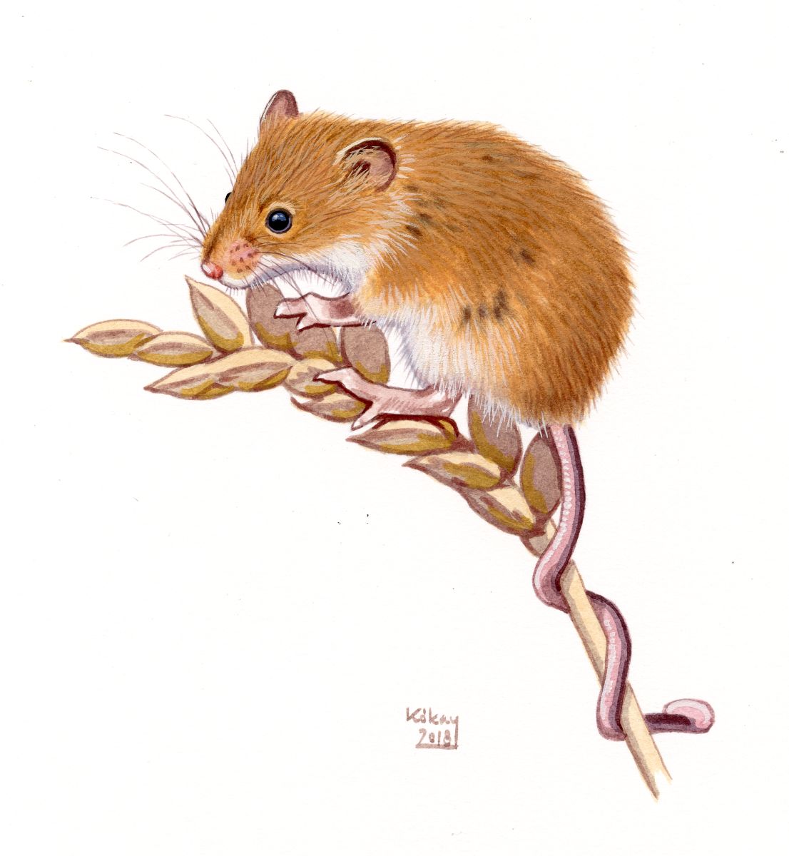 Eurasian Harvest Mouse (Micromys minutus), watercolour and bodycolour on paper