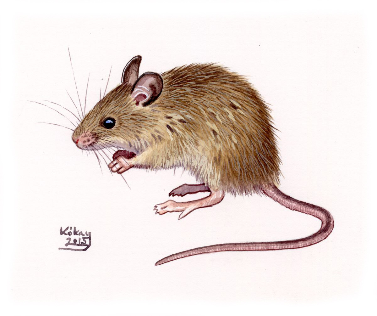 House Mouse (Mus musculus), watercolour and bodycolour on paper