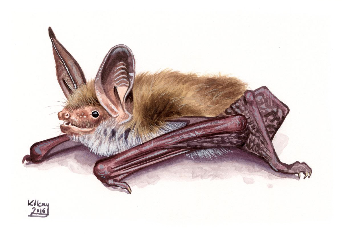 Bechstein's Bat (Myotis bechsteinii), watercolour and bodycolour on paper