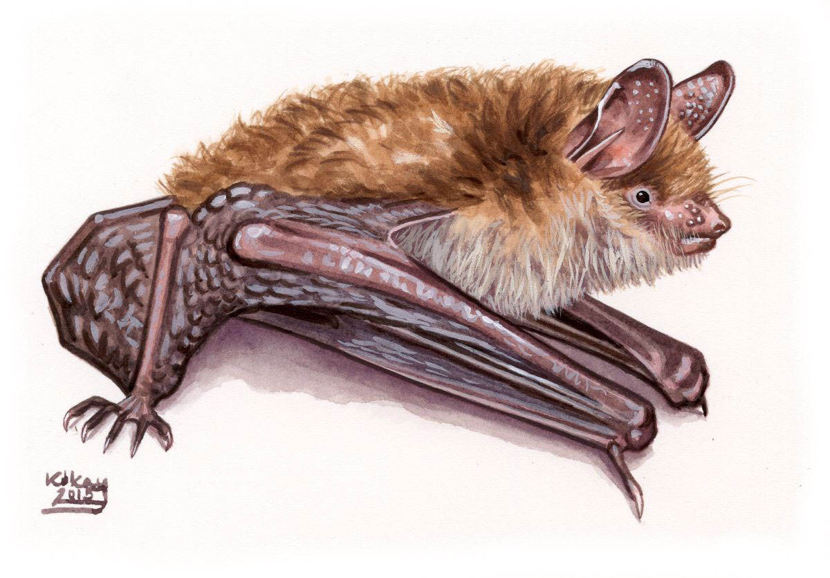 Geoffroy's bat (Myotis emarginatus), watercolour and bodycolour on paper
