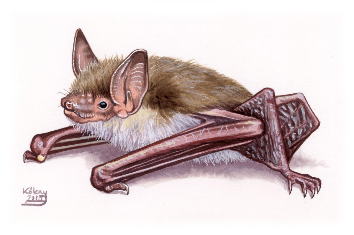Greater Mouse-eared Bat (Myotis myotis), watercolour and bodycolour on paper