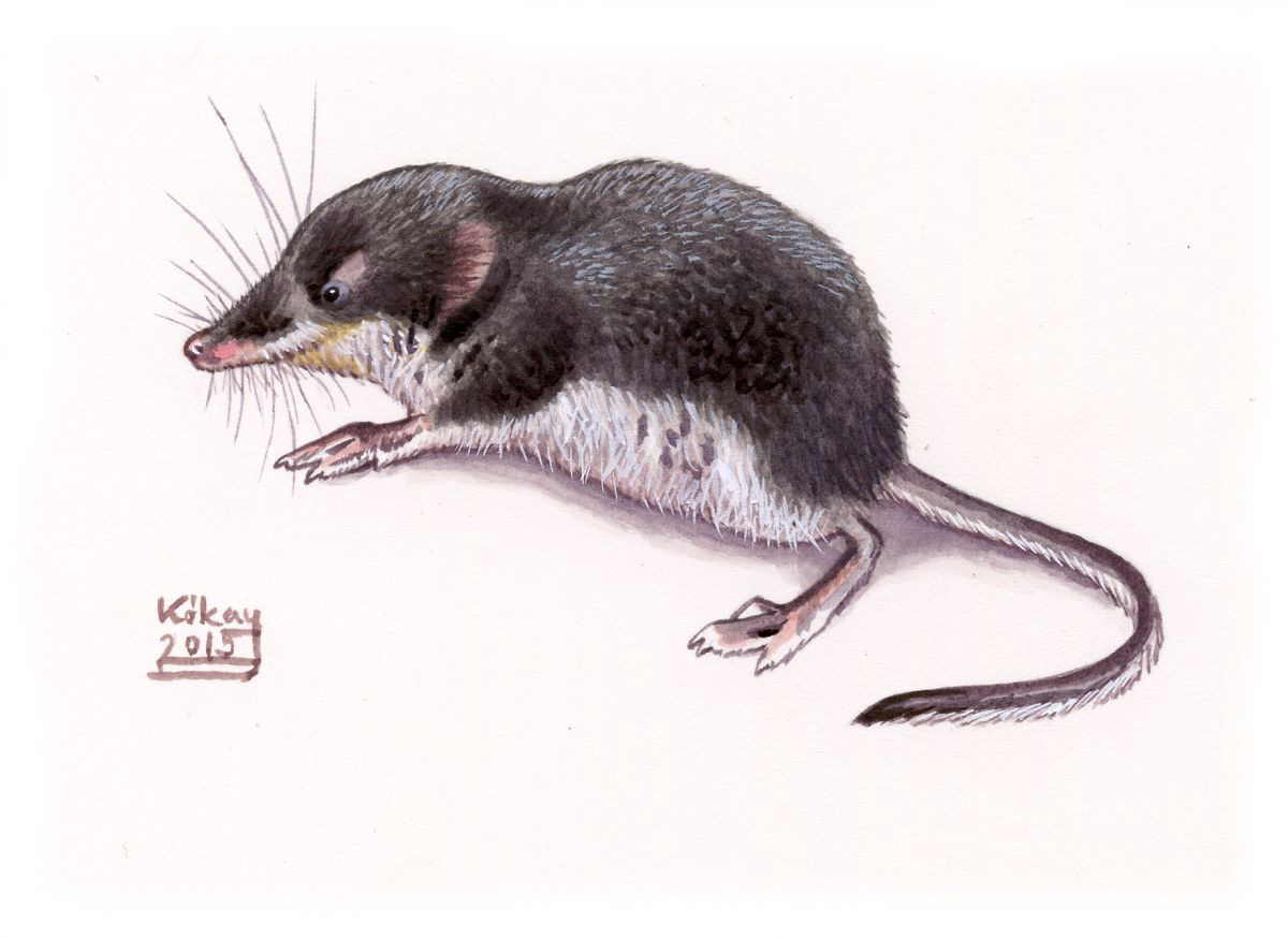 Eurasian water shrew (Neomys fodiens), watercolour and bodycolour on paper
