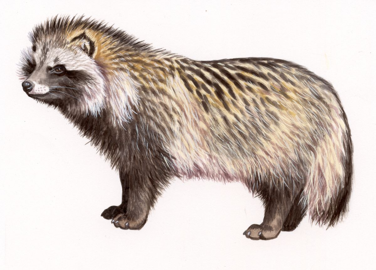 Raccoon Dog (Nyctereutes procyonoides), watercolour and bodycolour on paper