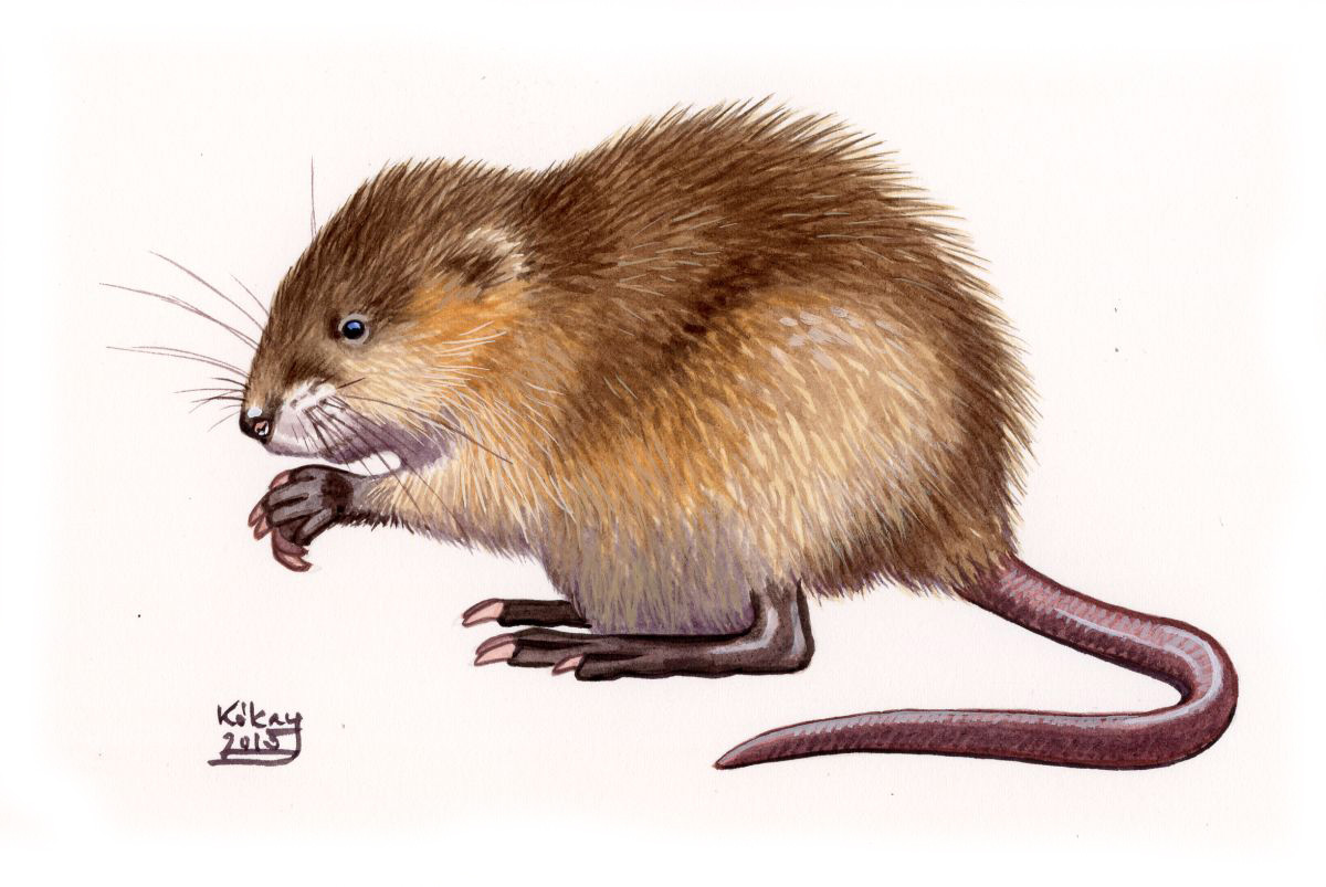 Muskrat (Ondatra zibethicus), watercolour and bodycolour on paper