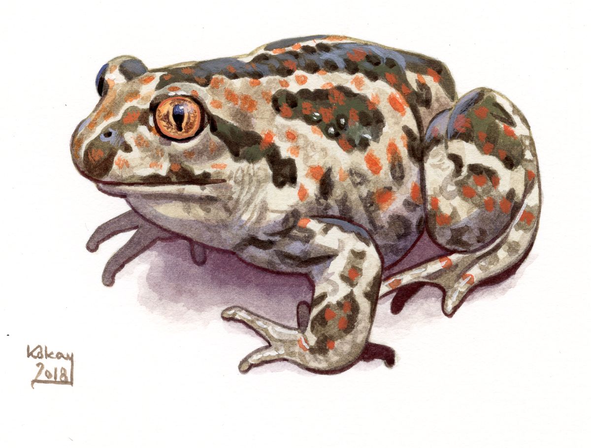 Common Spadefoot Toad (Pelobates fuscus), watercolour and bodycolour on paper