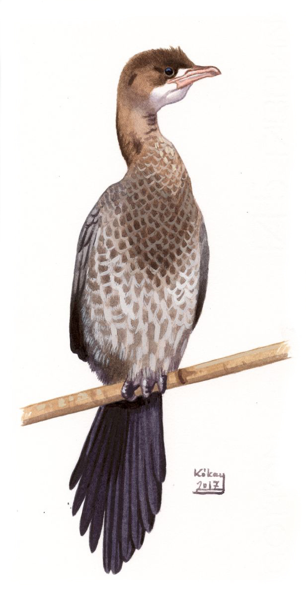 Juvenile Pygmy Cormorant (Phalacrocorax  pygmaeus), watercolour and bodycolour on paper
