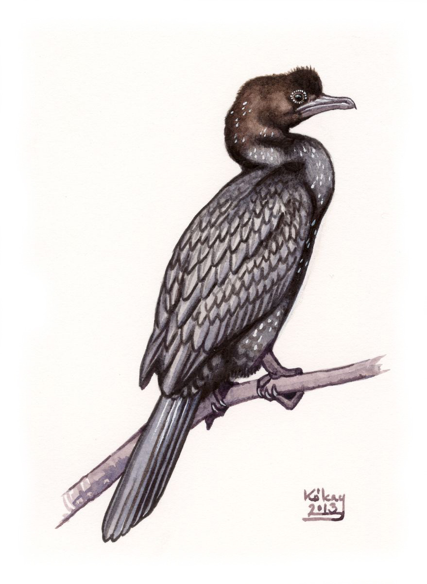 Pygmy Cormorant (Phalacrocorax  pygmaeus), watercolour and bodycolour on paper