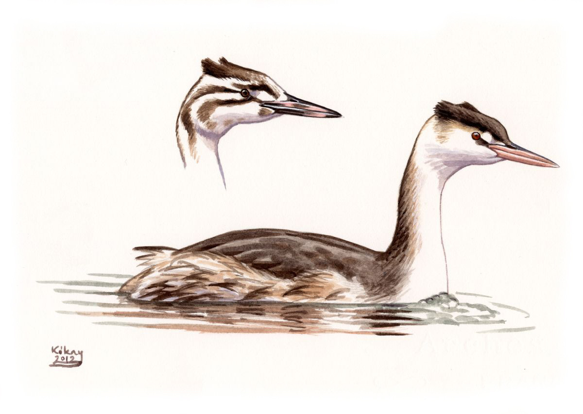 Great Crested Grebe (Podiceps cristatus), watercolour and bodycolour on paper