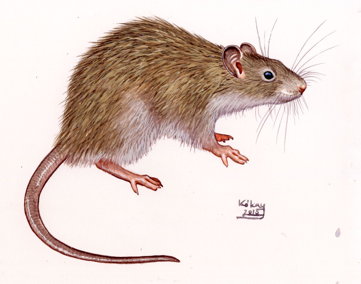 Brown Rat (Rattus norvegicus), watercolour and bodycolour on paper