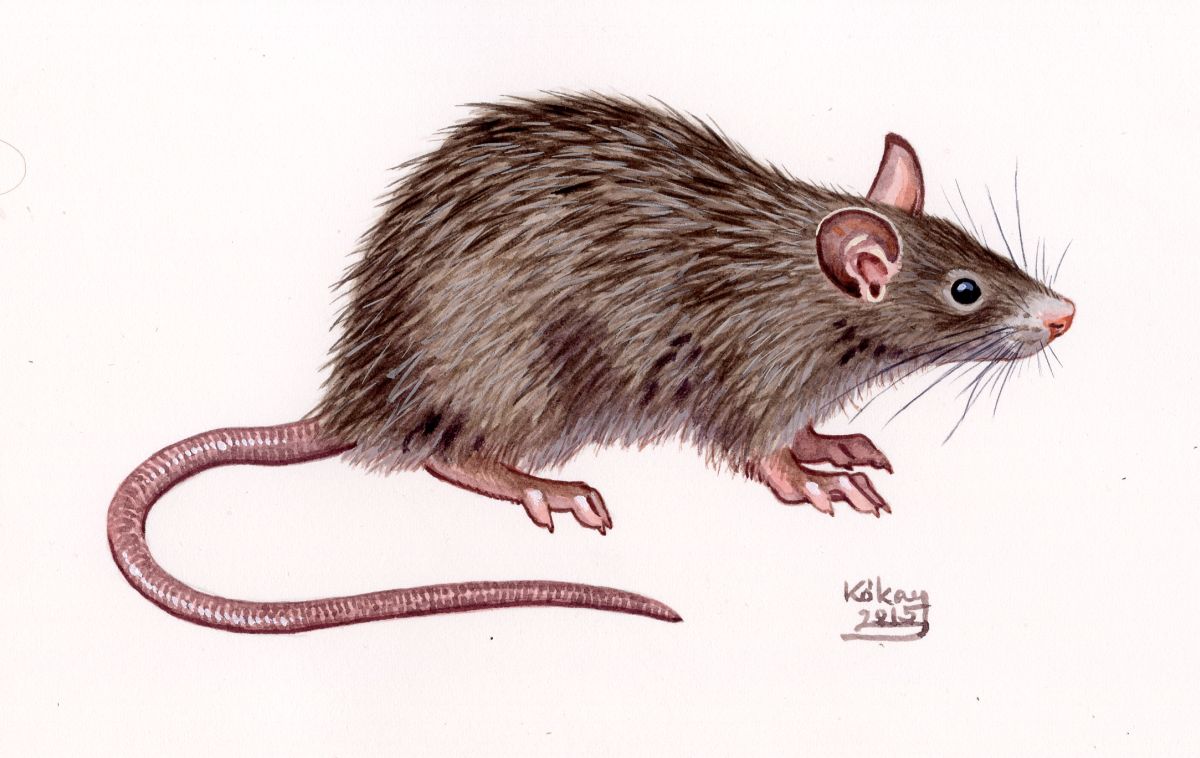 Black Rat (Rattus rattus), watercolour and bodycolour on paper