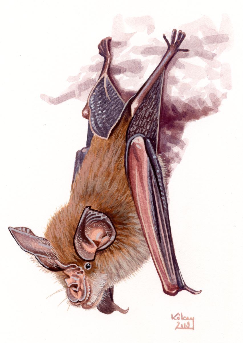 Greater horseshoe bat (Rhinolophus ferrumequinum), watercolour and bodycolour on paper