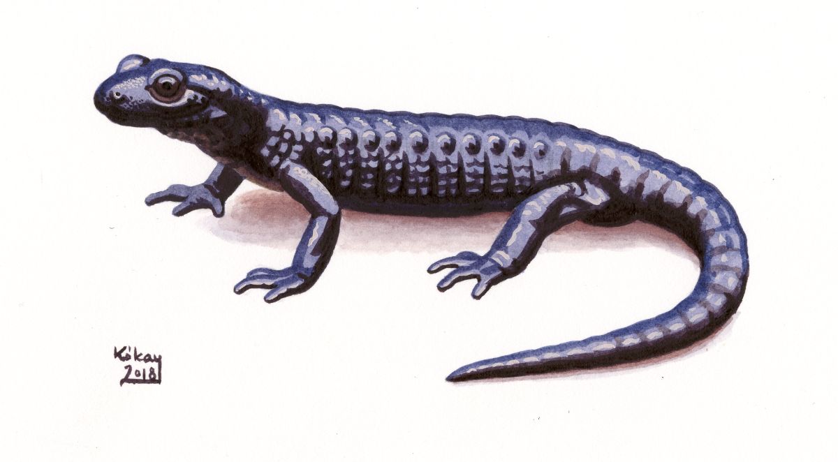 Alpine Salamander (Salamandra atra), watercolour and bodycolour on paper