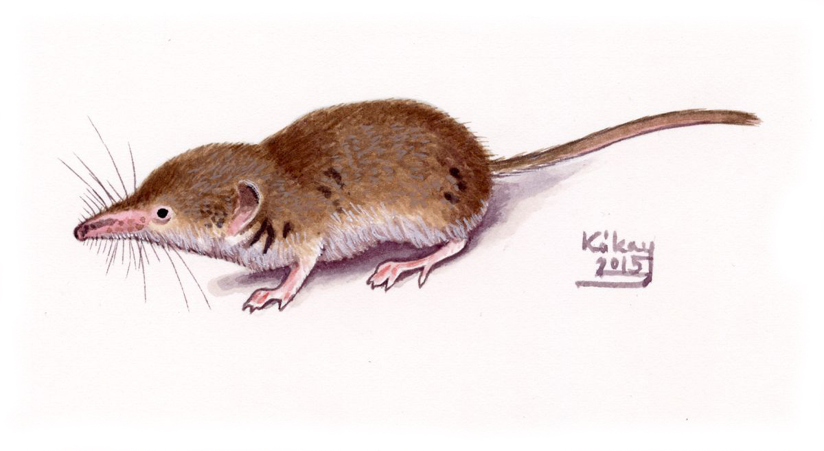 Eurasian Pygmy Shrew (Sorex minutus), watercolour and bodycolour on paper