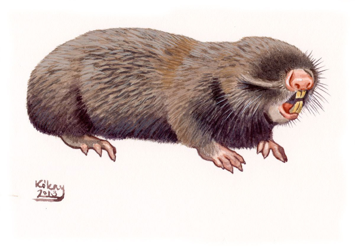 Lesser mole-rat (Spalax leucodon), watercolour and bodycolour on paper