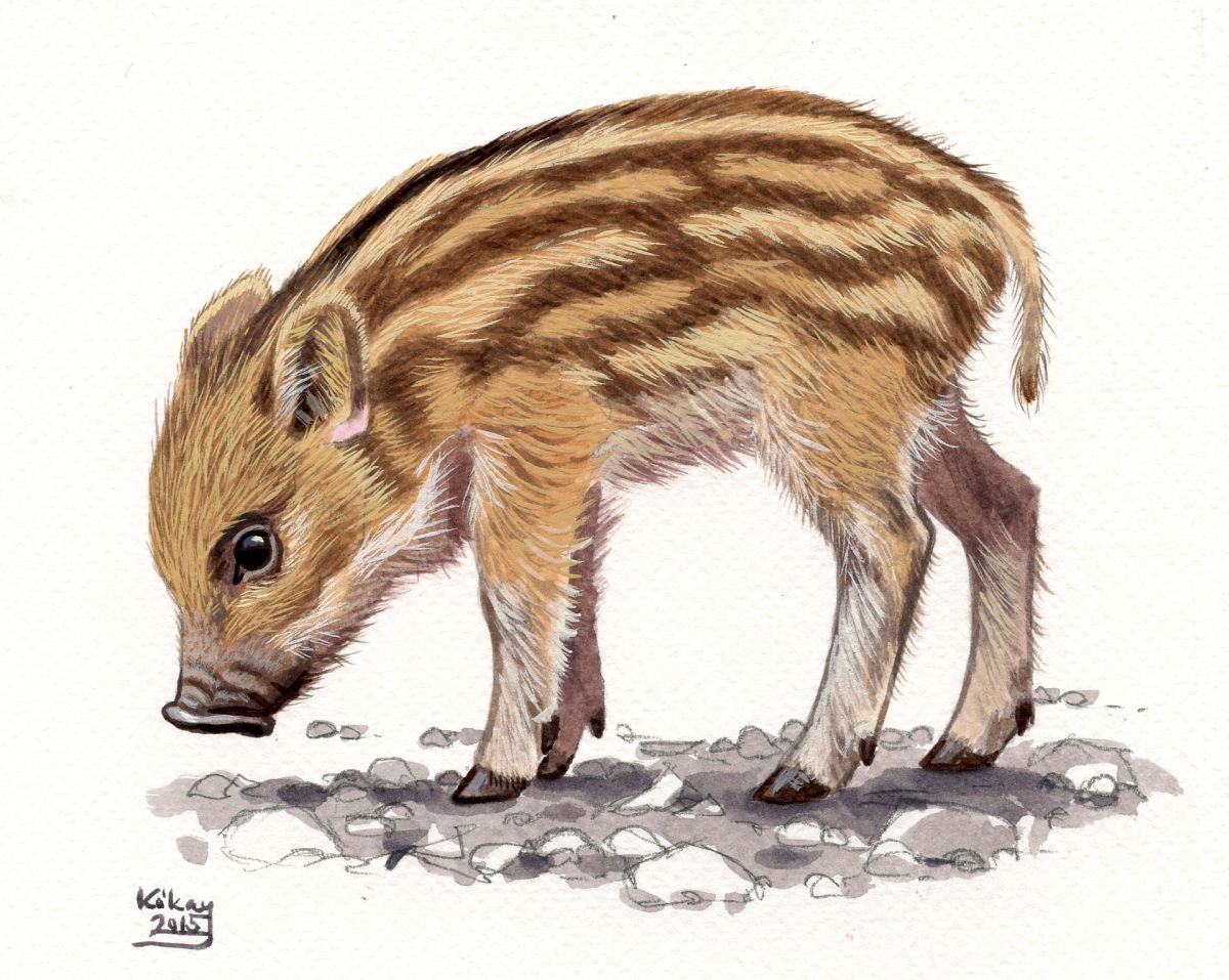 Wild Boar piglet (Sus scrofa), watercolour and bodycolour on paper