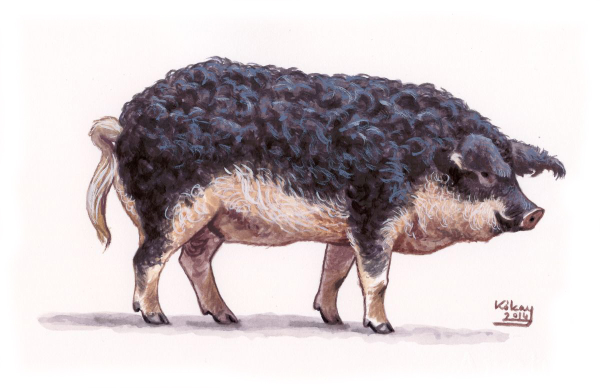Woolly Pig (Sus scrofa domesticus), , watercolour and bodycolour on paper