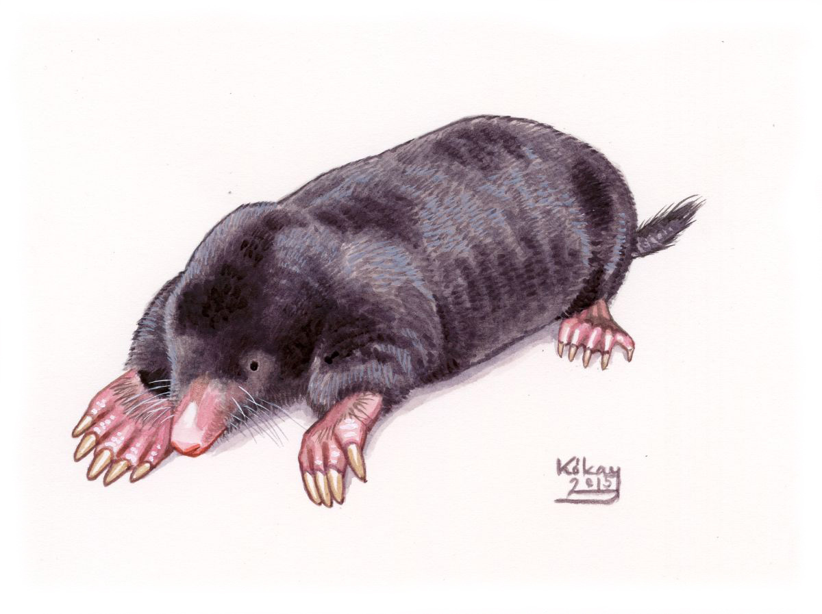 Europaean Mole (Talpa europaea), watercolour and bodycolour on paper
