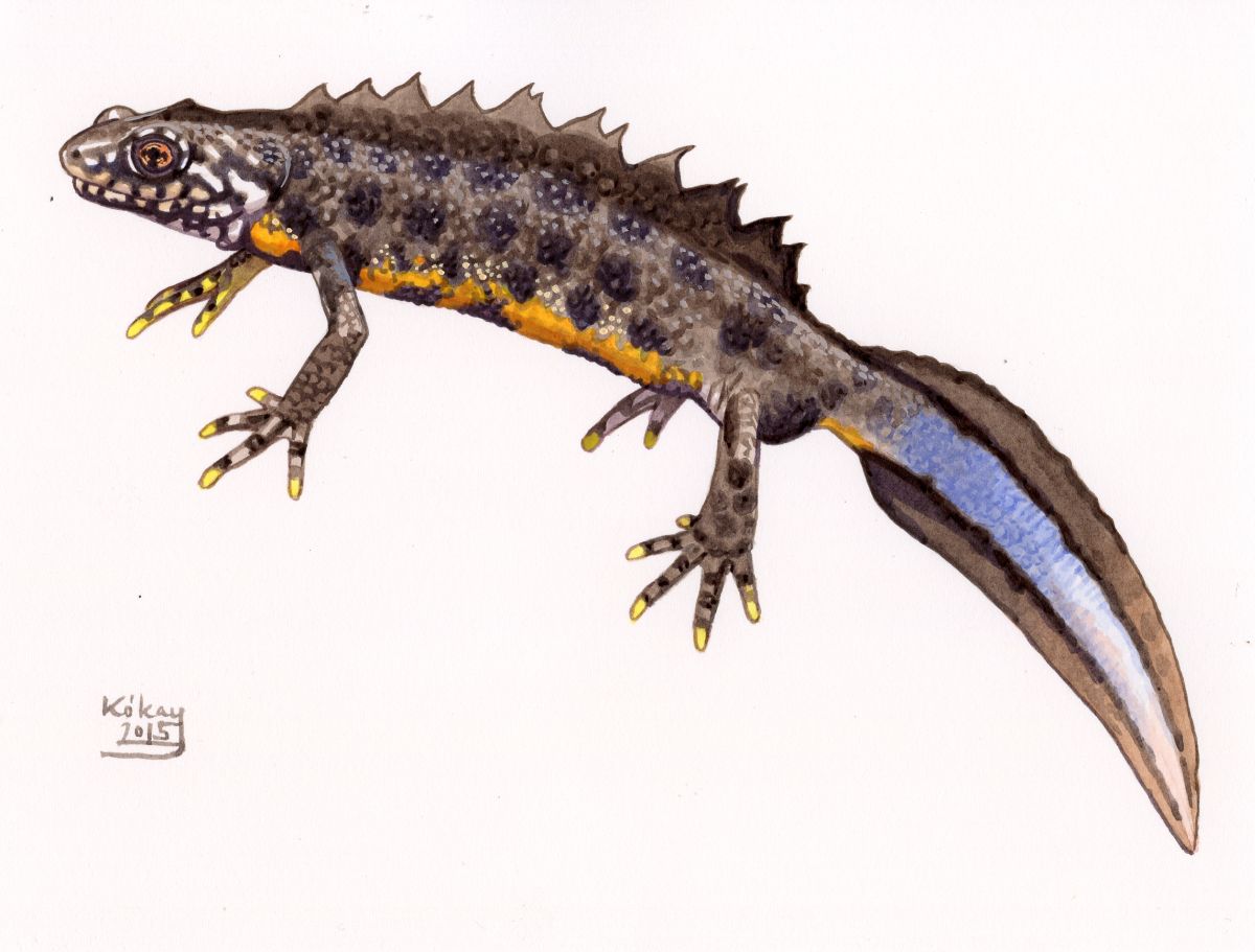 Italian Crested Newt (Triturus carnifex), watercolour and bodycolour on paper