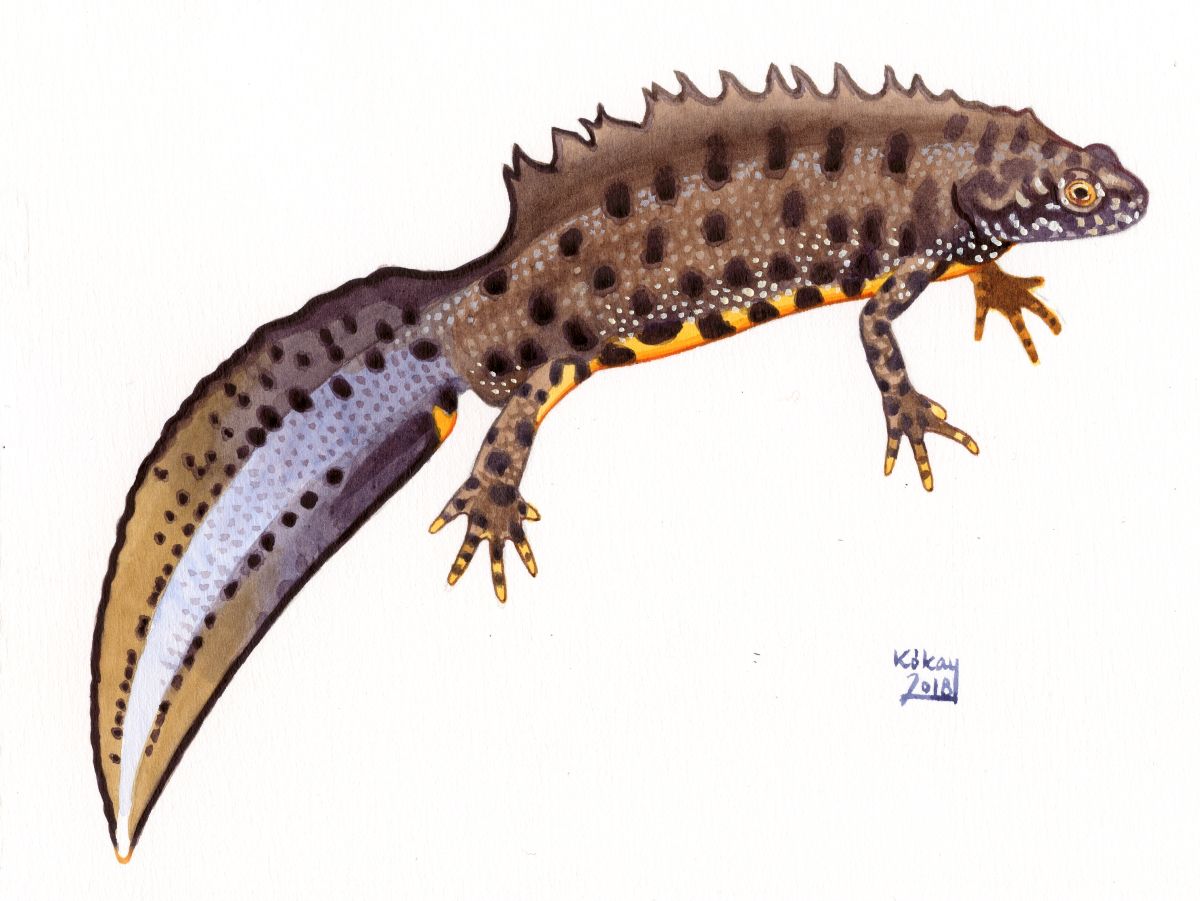 Crested Newt (Triturus cristatus), watercolour and bodycolour on paper