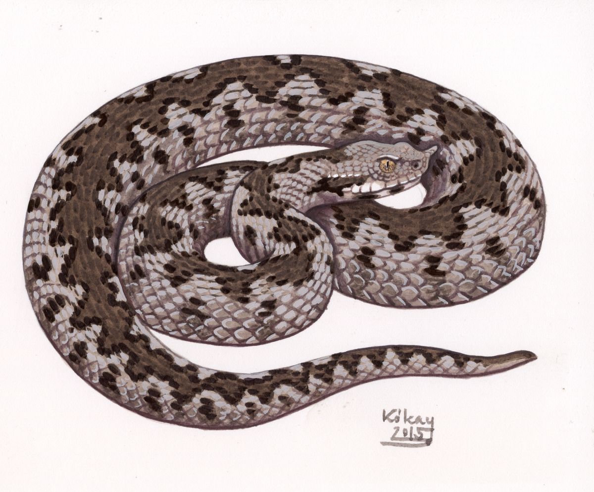 Horned Viper (Vipera ammodytes), watercolour and bodycolour on paper