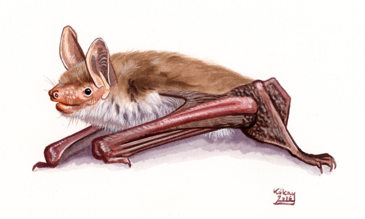 Lesser mouse-eared bat (Myotis blythii), watercolour and bodycolour on paper