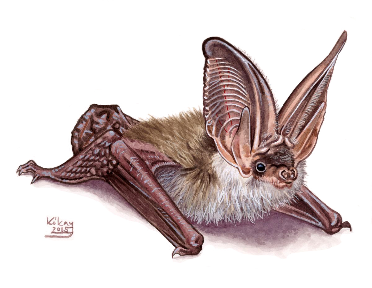 Grey Long-eared Bat (Plecotus austriacus), watercolour and bodycolour on paper