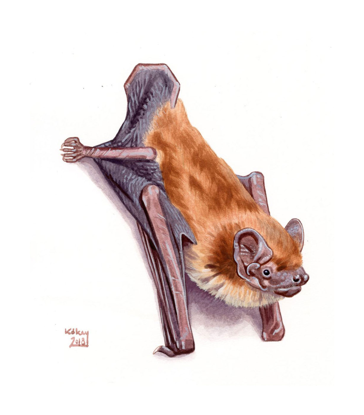 Noctule Bat (Nyctalus noctula), watercolour and bodycolour on paper