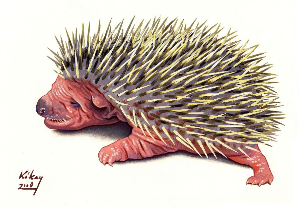 15 days old European Hedgehog (Erinaceus europaeus), watercolour and bodycolour on paper